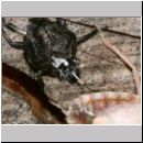 Rhaphigaster nebulosa - Graue Feldwanze - Wanzenschupf 01b.jpg